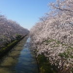 南栗橋 桜並木 （大排水路）1.jpg